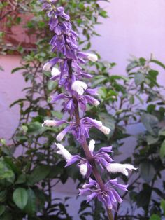 Shamanic Plant Medicine – Salvia Divinorum The Sage of