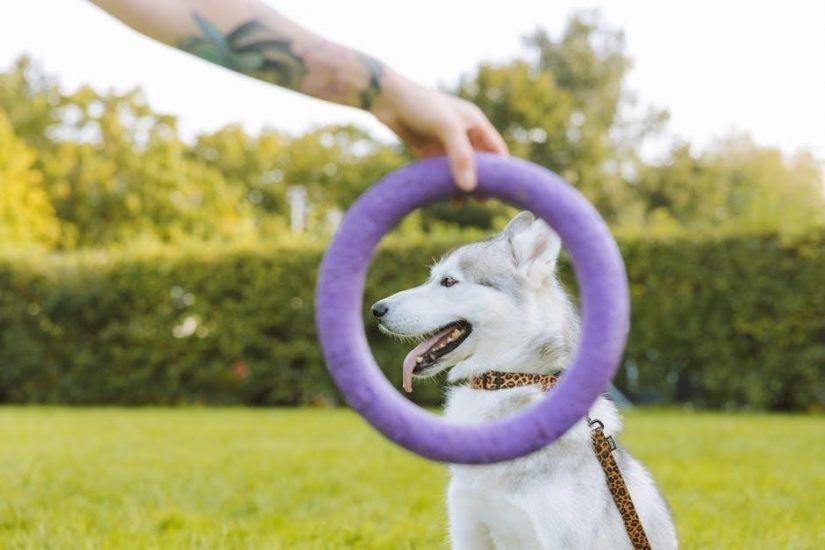 dog training hand signals chart pdf